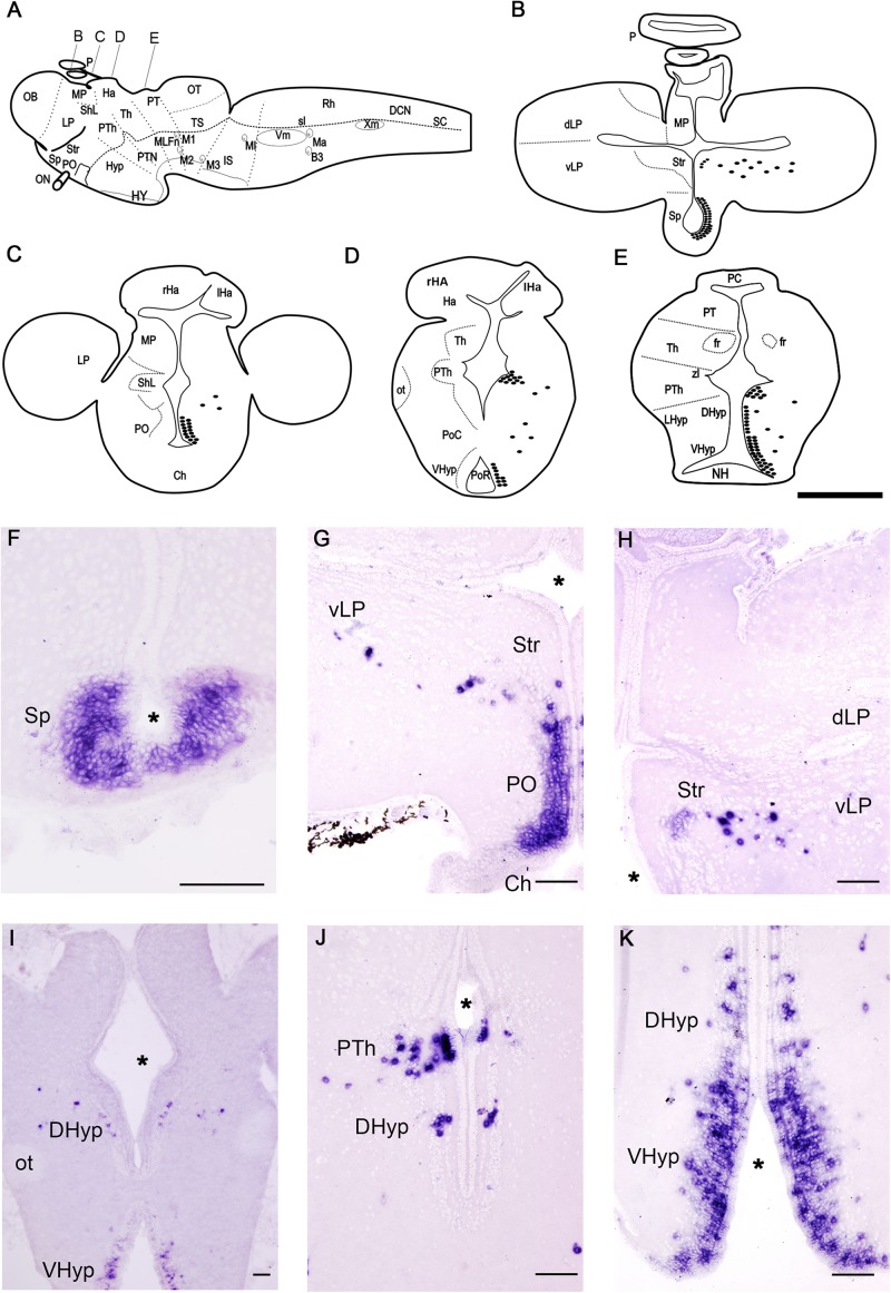 FIGURE 3