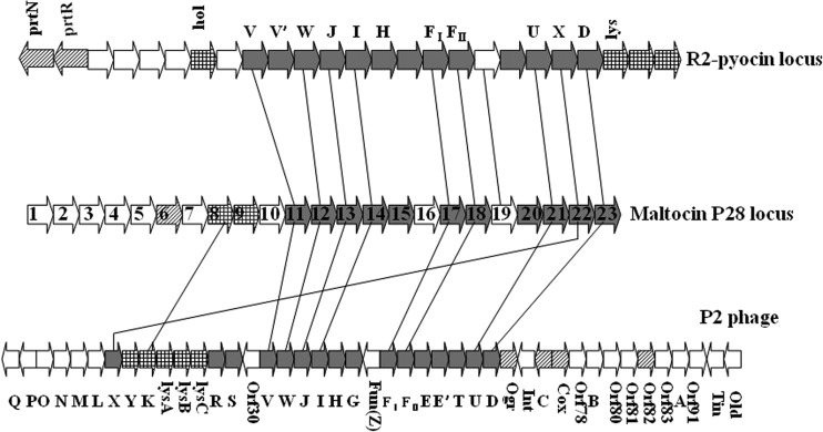 Fig 5