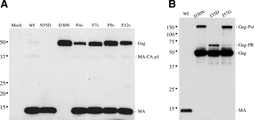 FIG. 3.