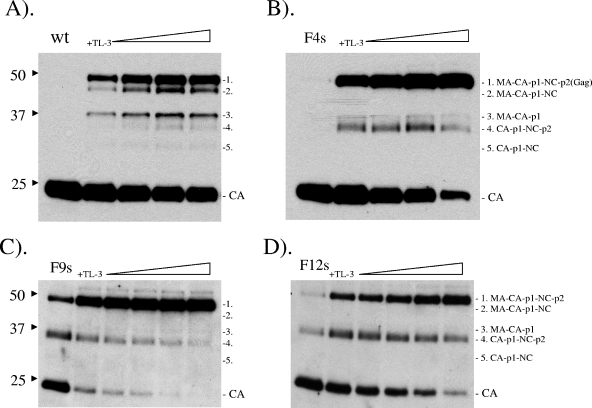 FIG. 8.