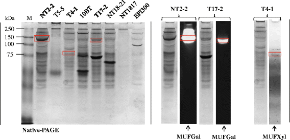 Fig. 5