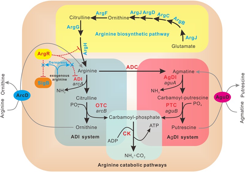 FIGURE 6