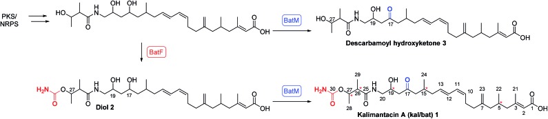 Scheme 1