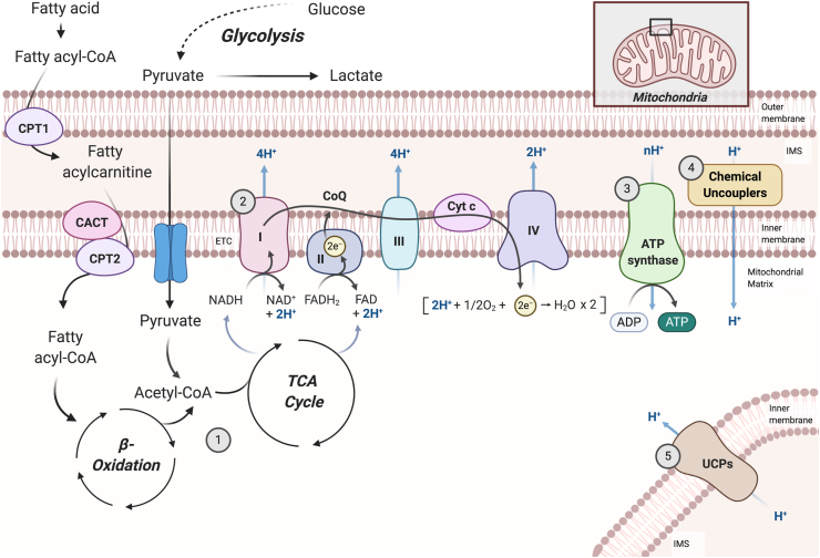 Figure 1