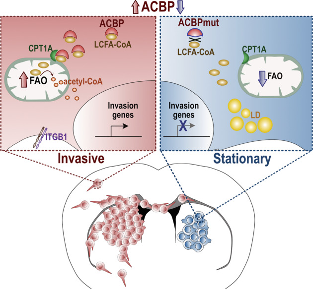 graphic file with name 41419_2023_5813_Figa_HTML.jpg