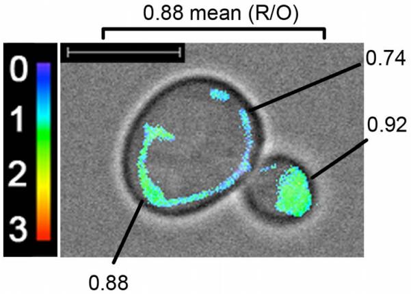 Fig. 3