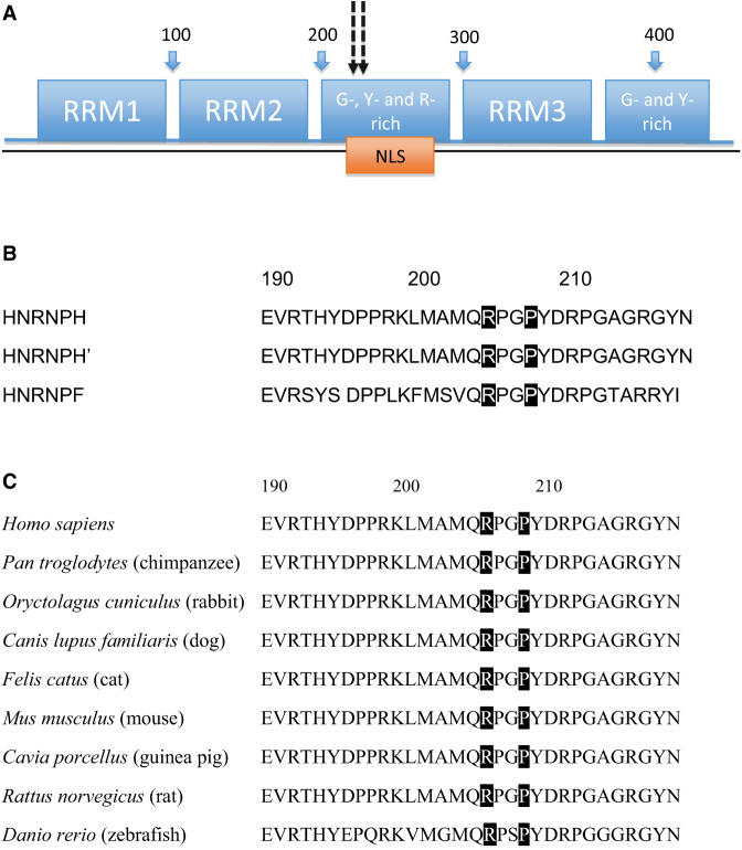 Figure 1