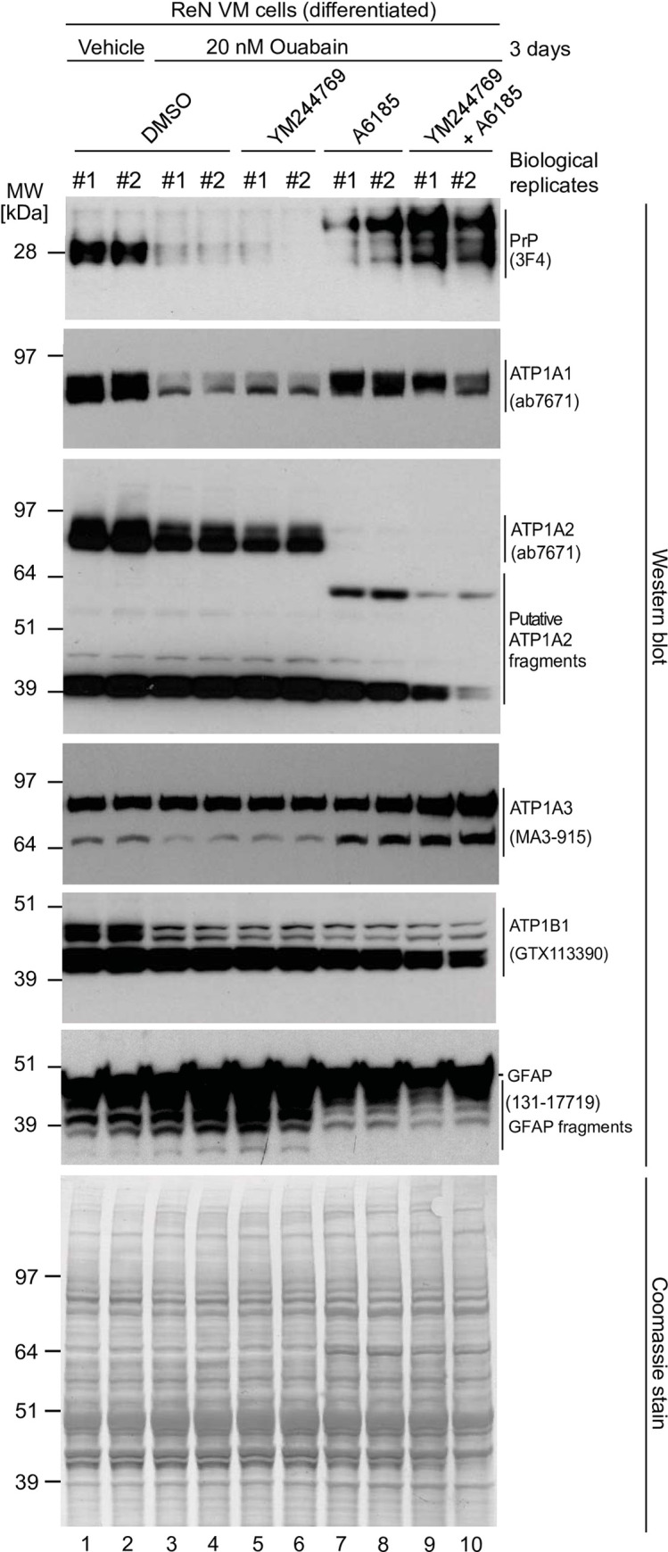 Fig 8