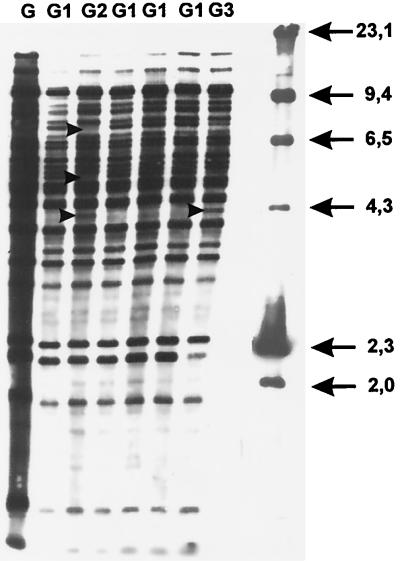 FIG. 5.