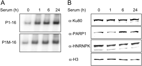 Figure 4