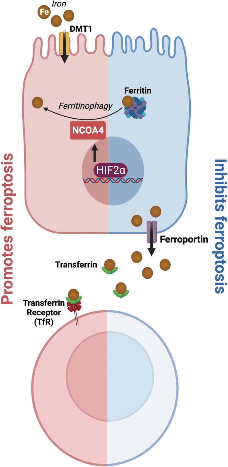 FIG. 4.