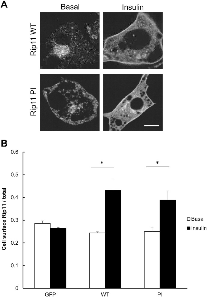 Fig. 5