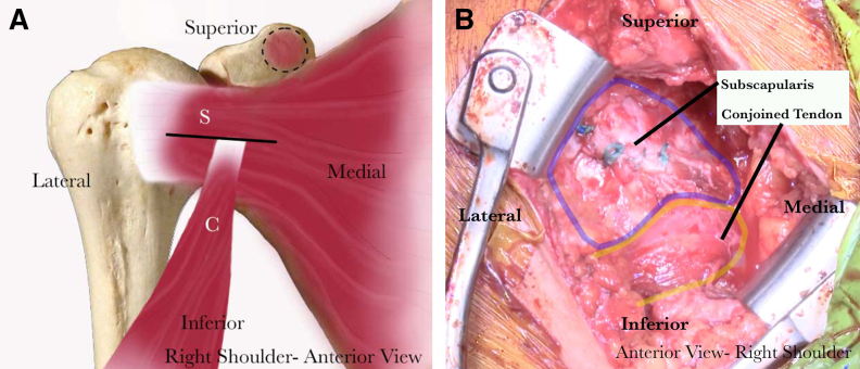 Fig 8