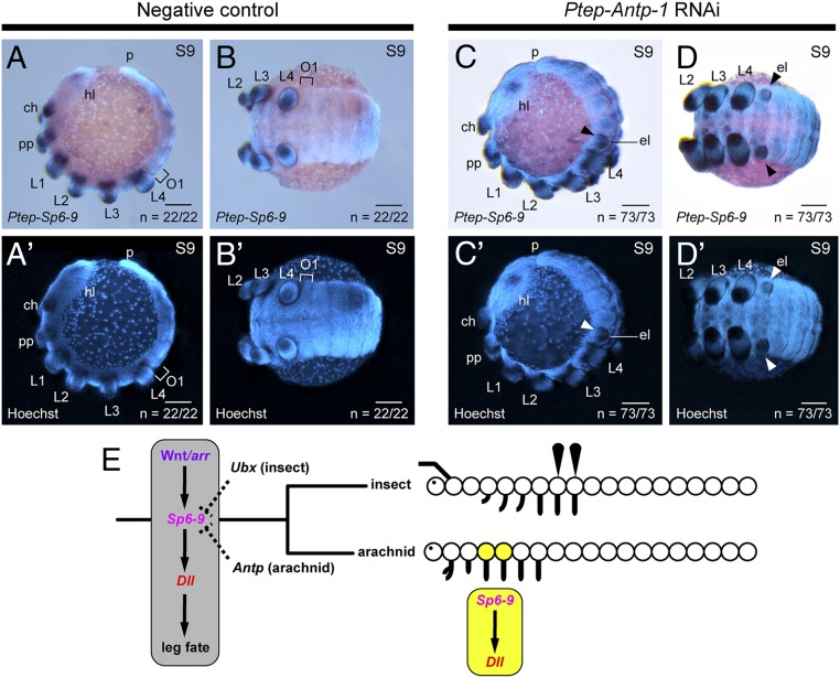 Fig. 9.