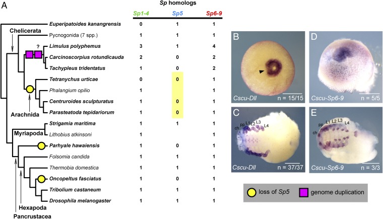 Fig. 10.