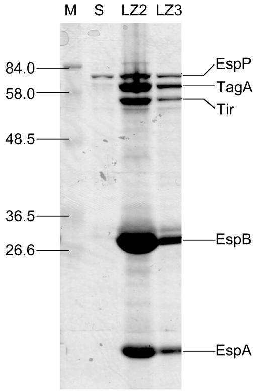 FIG. 2.