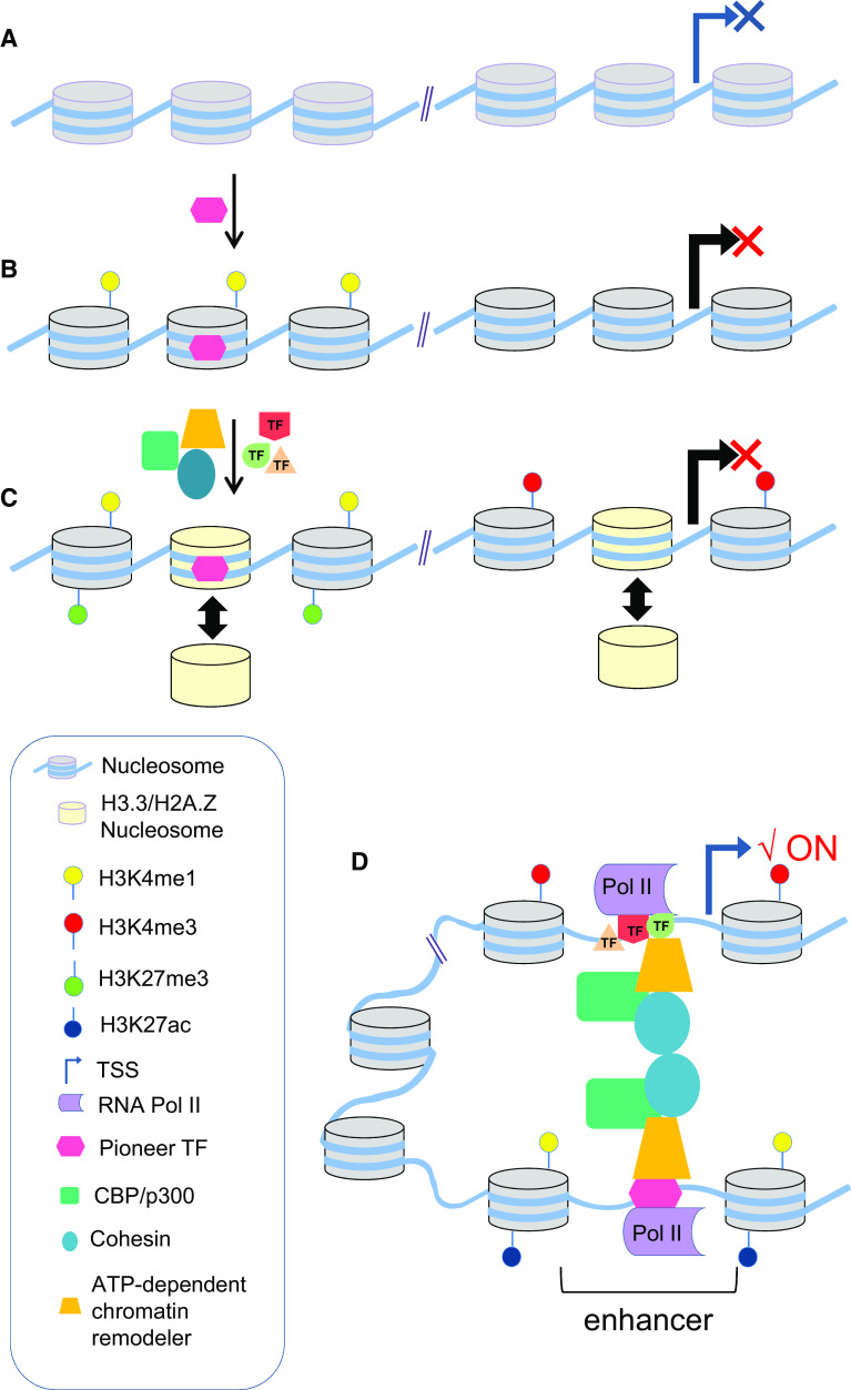 Fig. 1