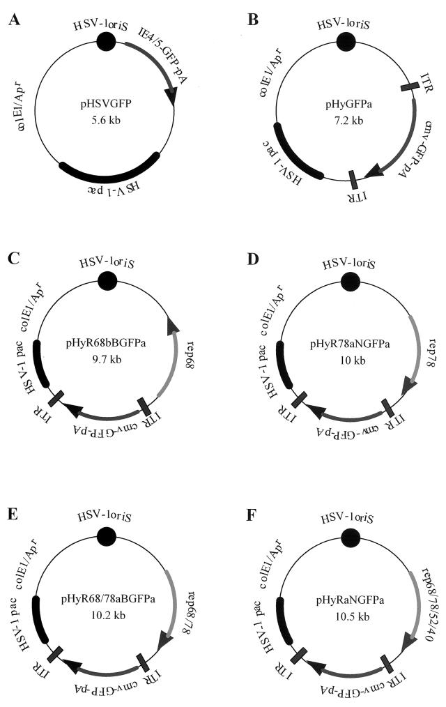 FIG. 1.