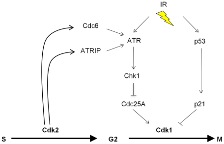 Figure 7