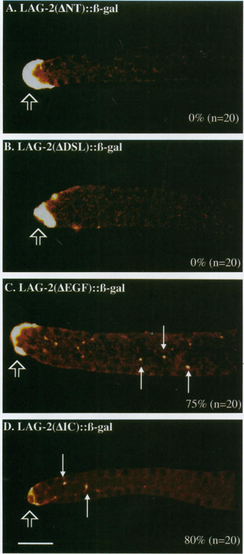 graphic file with name mbc00111-0114-a.jpg