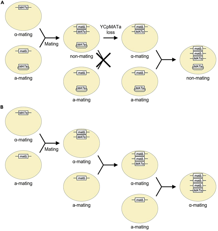 Figure 5
