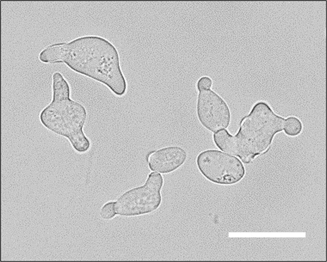 Figure 2
