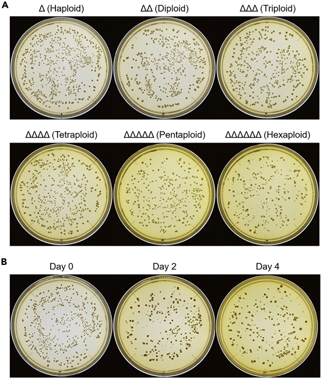 Figure 4