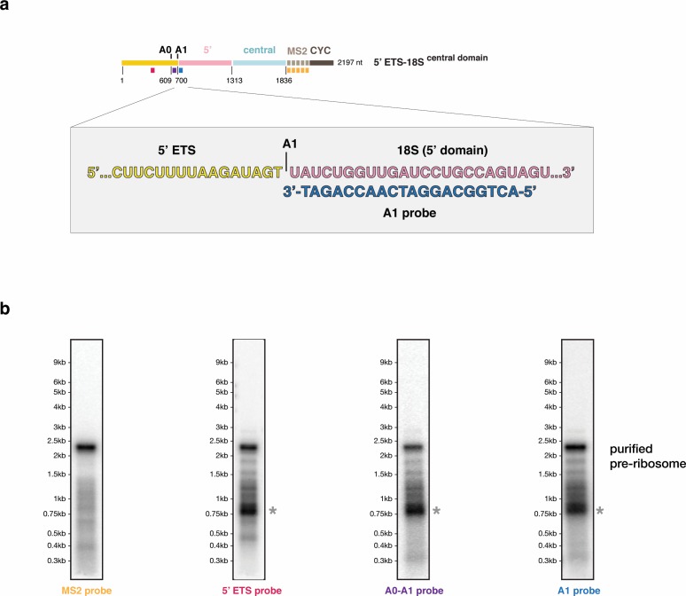 Figure 4—figure supplement 3.