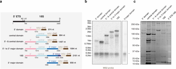 Figure 4—figure supplement 1.