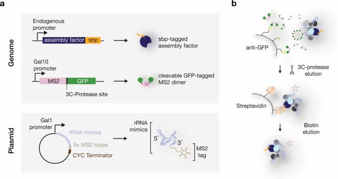 Figure 1—figure supplement 1.