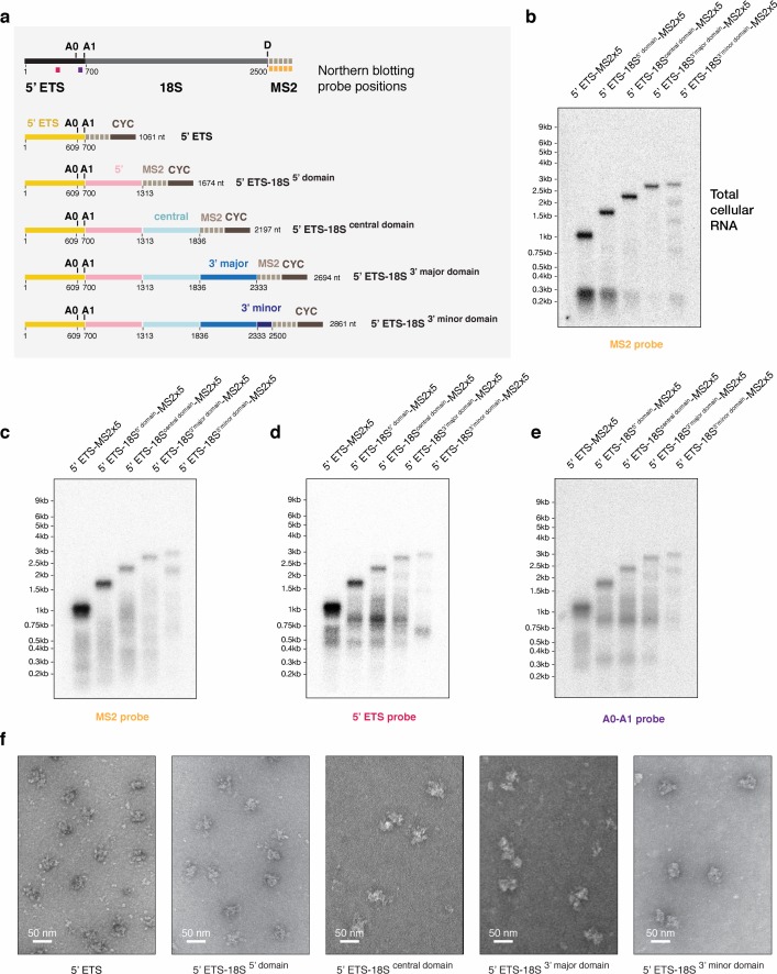 Figure 4—figure supplement 2.