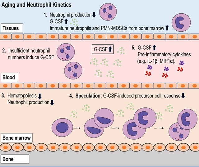 graphic file with name nihms-1676713-f0007.jpg