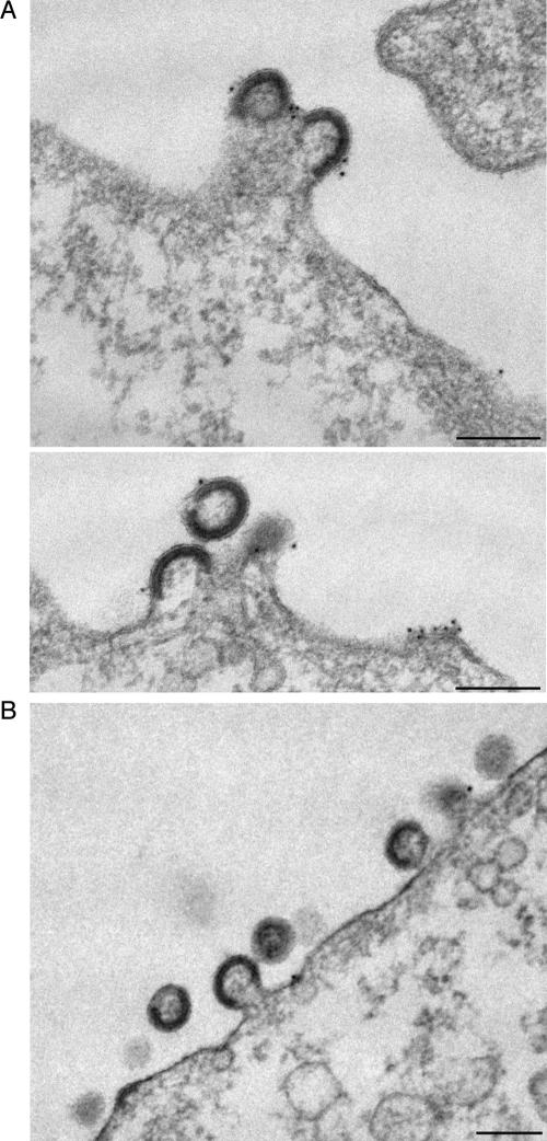 FIG. 7.