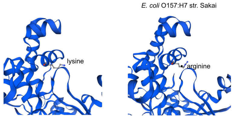 Figure 2C. 