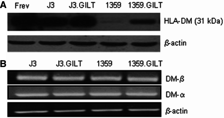 Fig. 5