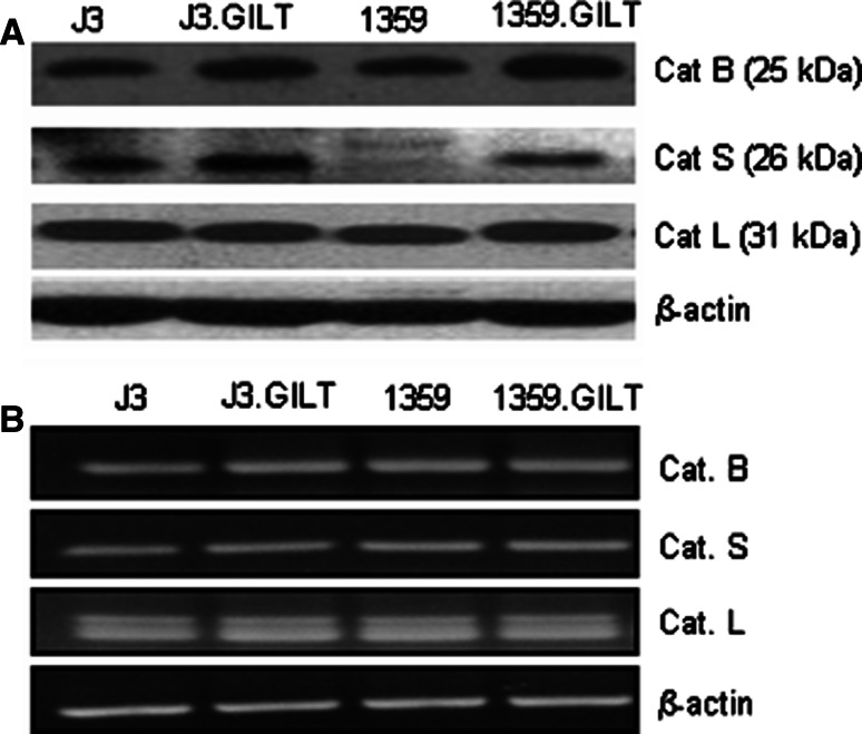 Fig. 3