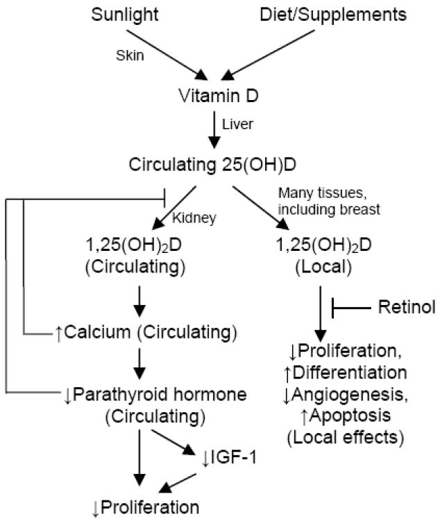 FIGURE 1