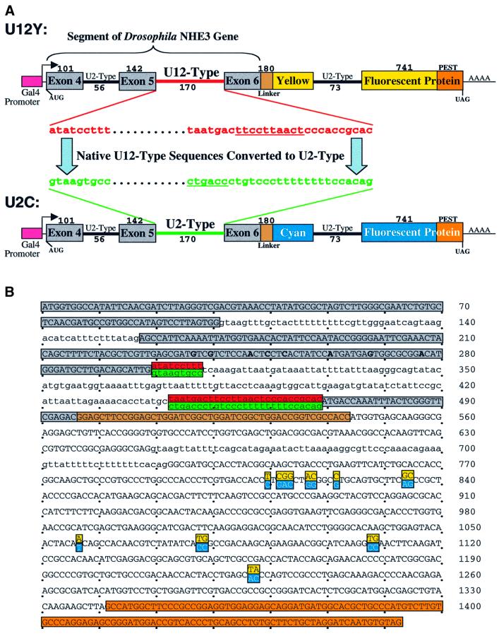 graphic file with name cdf297f3a.jpg