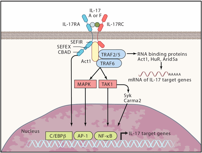 Figure 2: