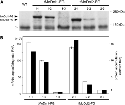 Figure 3.—