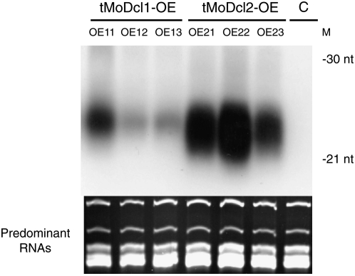 Figure 2.—