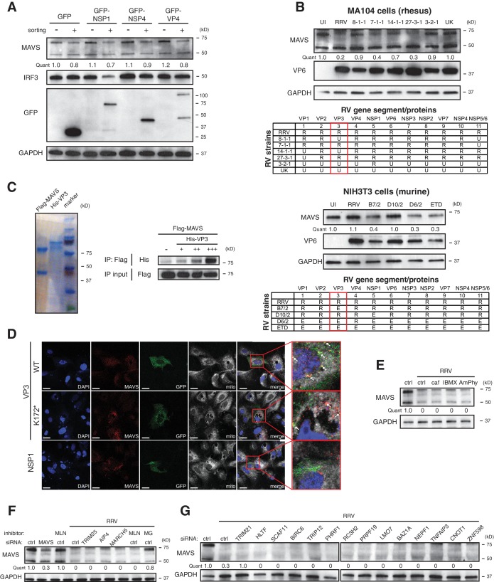 Figure 3—figure supplement 1.