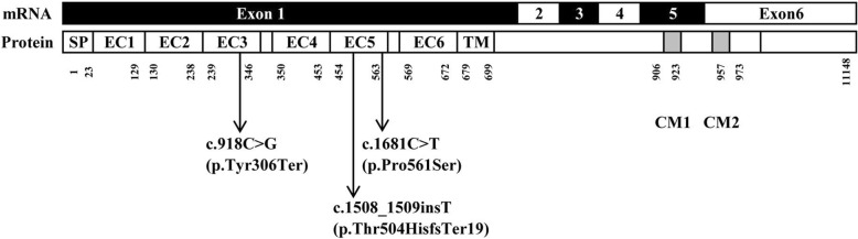 Fig. 4