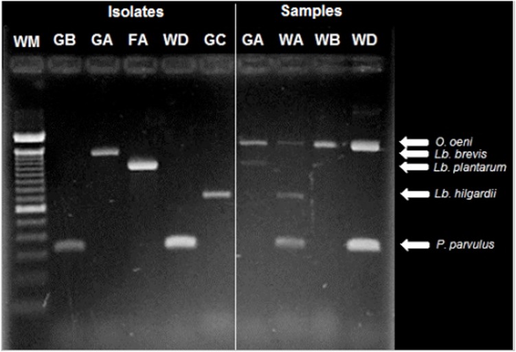 FIGURE 3