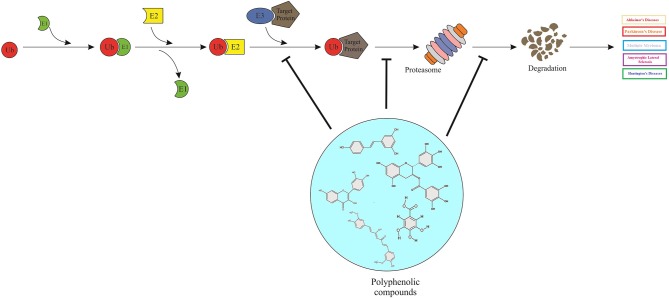 Graphical Abstract