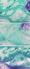 Fig. 4A–C
