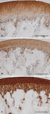 Fig. 7A–C