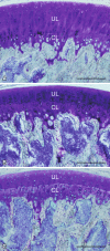 Fig. 5A–C