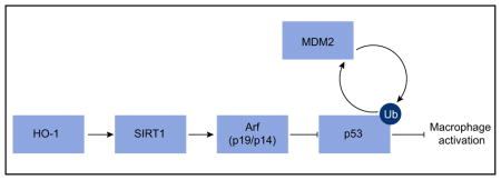 graphic file with name nihms953370u1.jpg