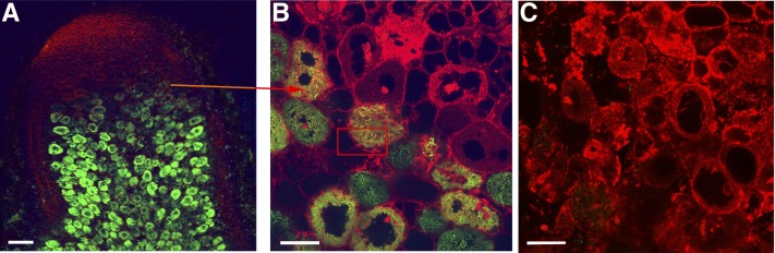 Figure 7.